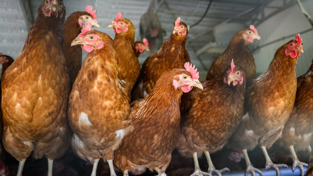Approximately 90 "backyard flock" birds in Northern California affected by avian flu — CBS Bay Area (KPIX), Carmel-by-the-Sea Community news
