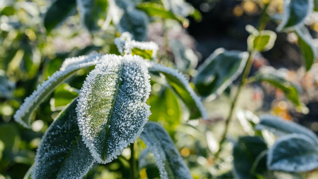 The first frost of the season is expected Saturday. Here's how to prepare your garden — WCCO / CBS Minnesota, Carmel-by-the-Sea Sports news