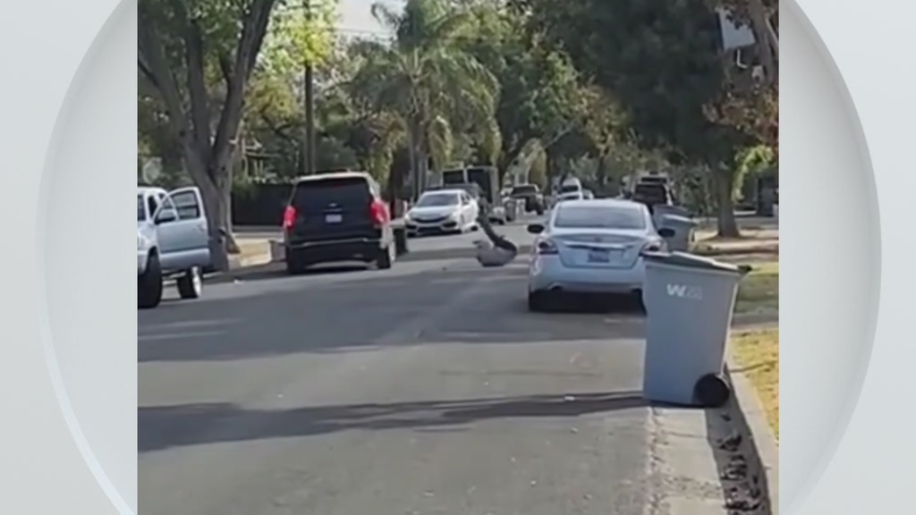 Federal immigration vehicle hits pedestrian in Woodland, police say — CBS Bay Area (KPIX), Carmel-by-the-Sea Health news