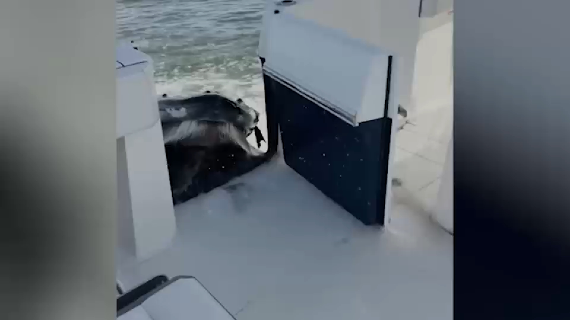 Video captures humpback whale crashing into boat off Long Island
— ABC 7 Bay Area, Carmel-by-the-Sea Community news