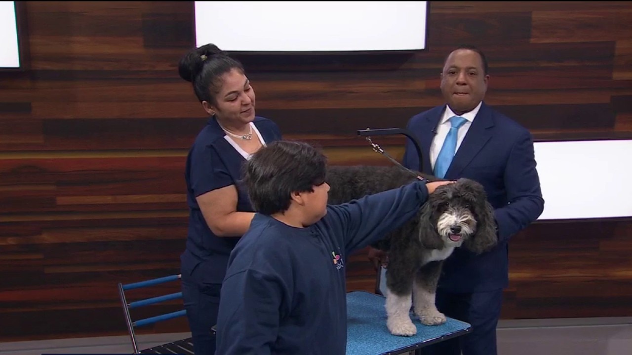 Your dog grooming questions answered — KTVU FOX 2 Bay Area, Carmel-by-the-Sea Business news
