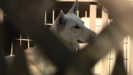Dozens of dogs taken from Vallejo home amid animal cruelty investigation — KTVU FOX 2 Bay Area, Carmel-by-the-Sea Real Estate news